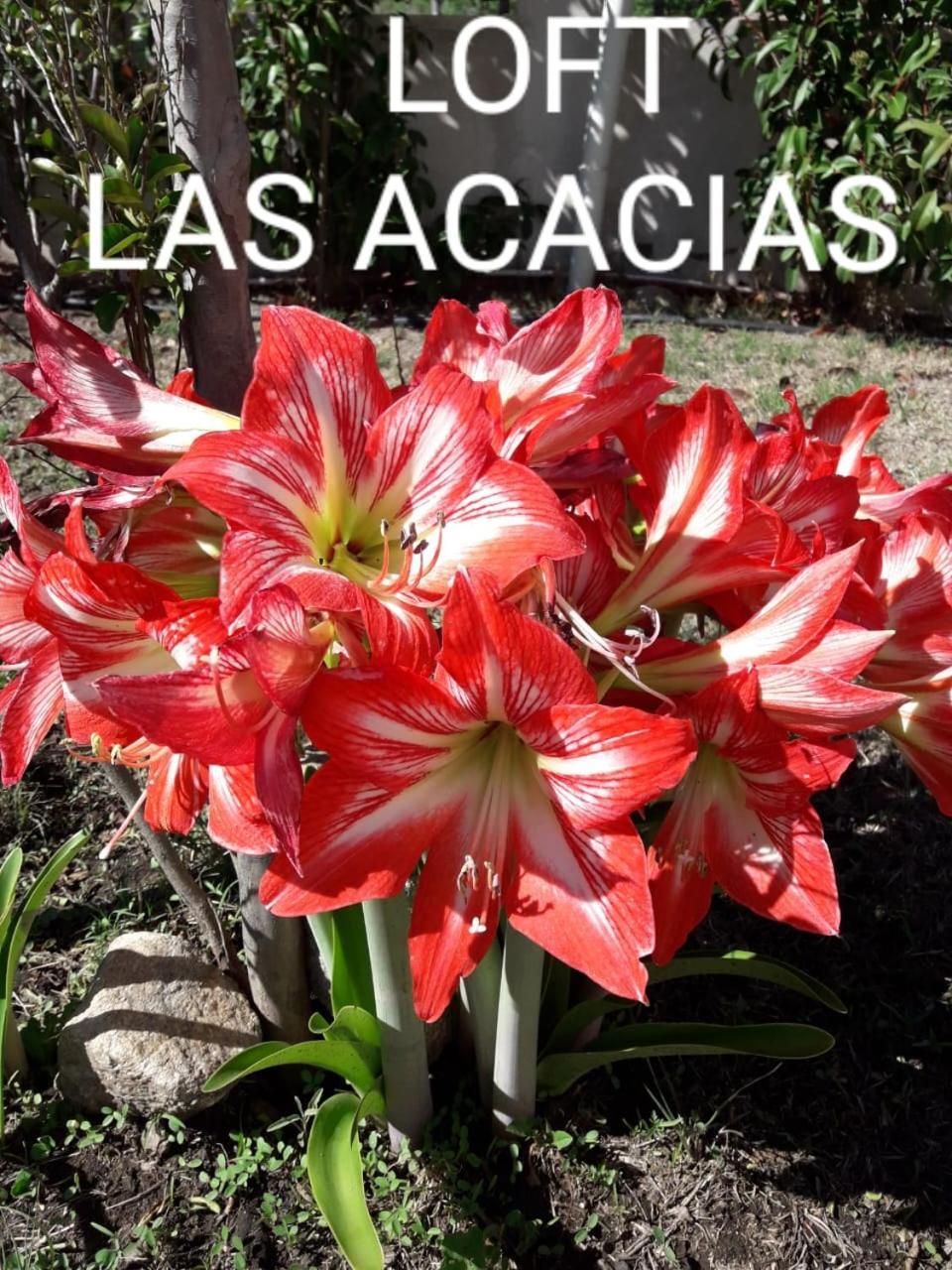 Loft Las Acacias Potrero de los Funes Buitenkant foto